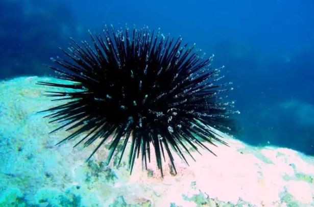 Científicas patagónicas desarrollaron un suplemento dietario a partir del erizo de mar | Información General