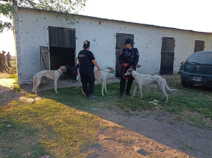Ya son 30 las familias interesadas en adoptar los galgos rescatados | Noticias