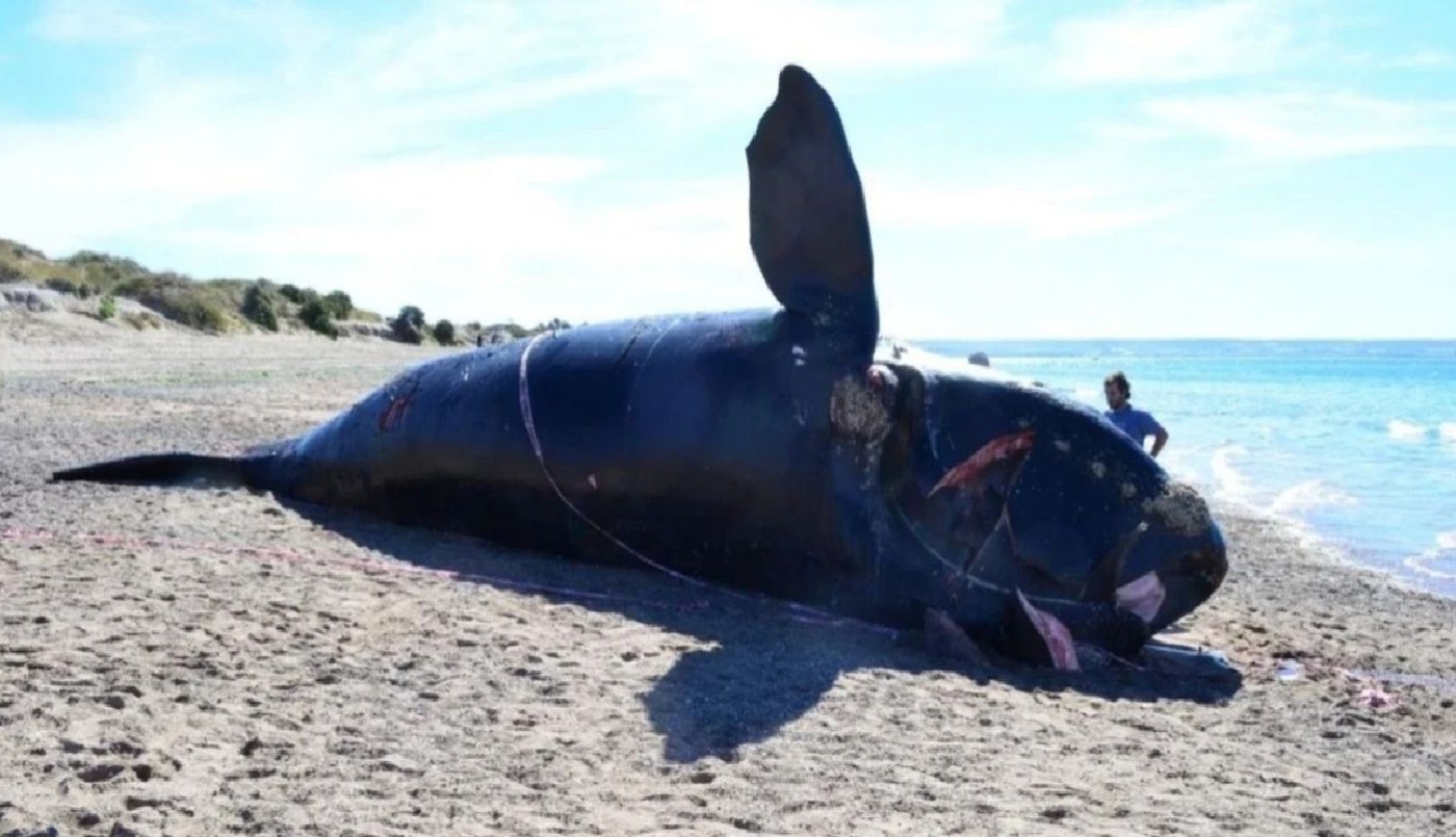 Investigación: ya son 15 las ballenas muertas en Península de Valdés | Nacionales
