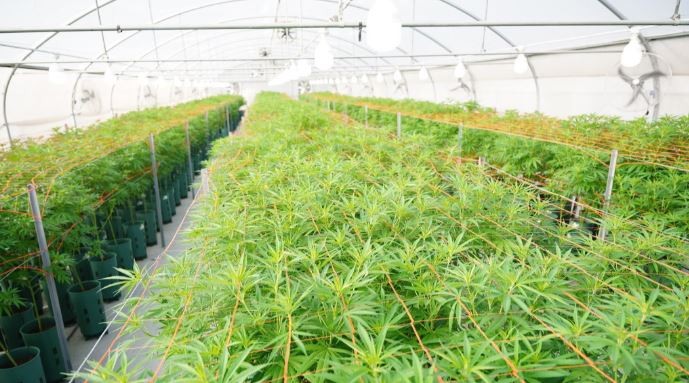 Habilitan la primera planta de producción y procesamiento de cannabis medicinal del país | Nacionales