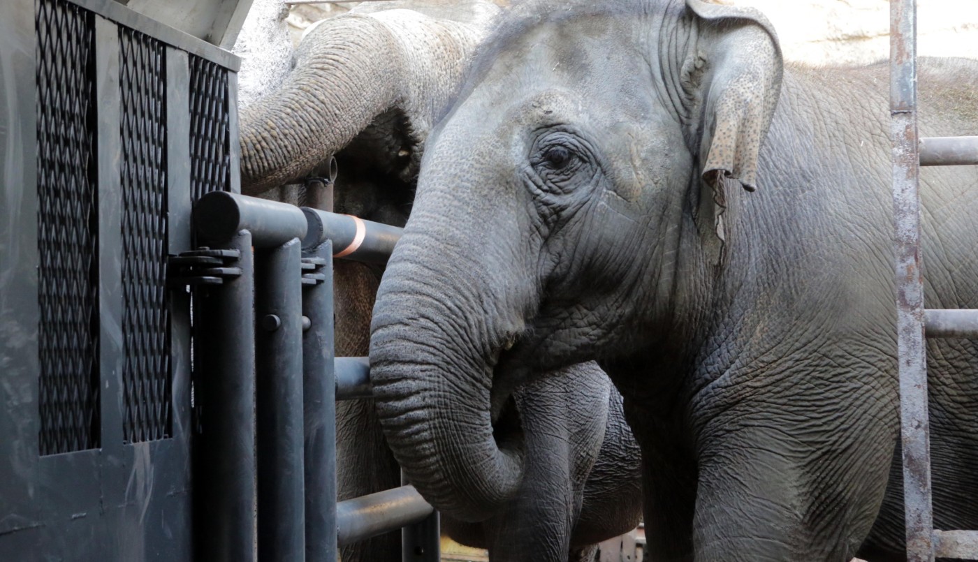 Murió Pocha, la elefanta trasladada desde Mendoza a Brasil | Nacionales