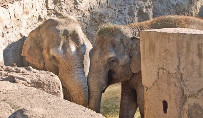 Murió la elefanta que había sido trasladada desde Mendoza a un santuario en Brasil | Nacionales