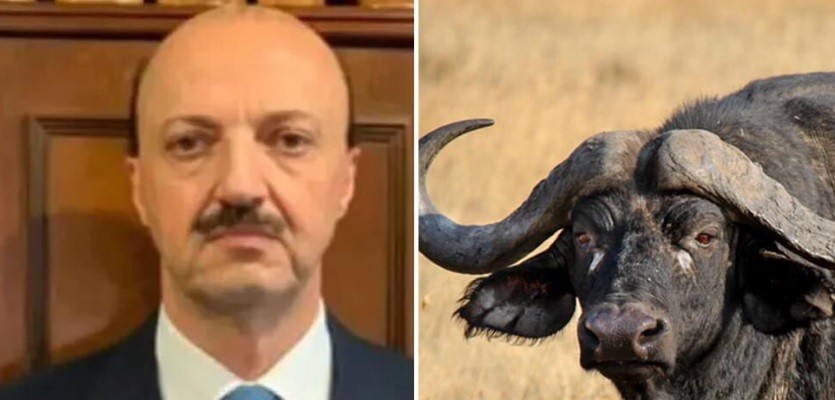 Entre Ríos: un cazador murió tras ser atacado por el búfalo al que le había disparado | Nacionales