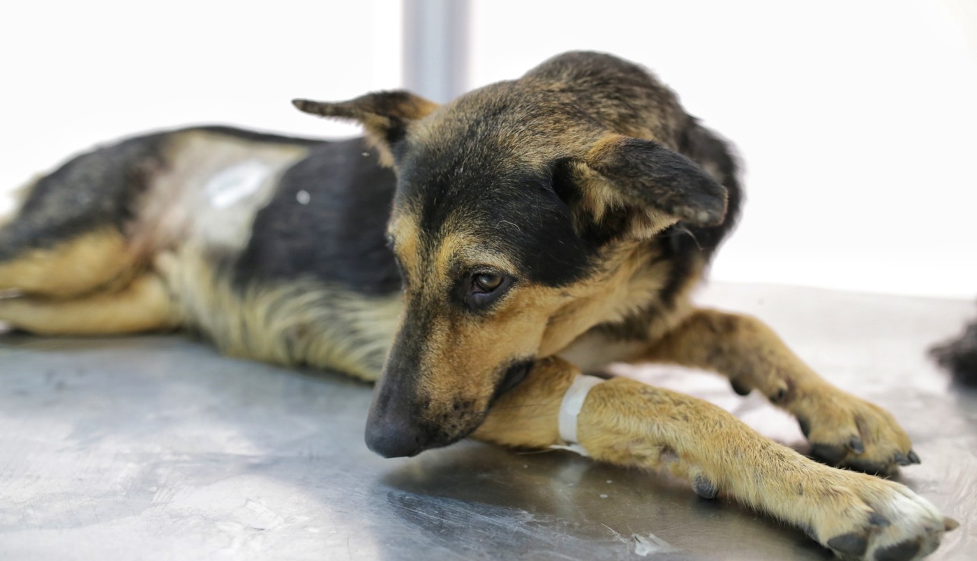 Castración de animales de compañía y trabajos de bacheo previstos para este lunes | Información General