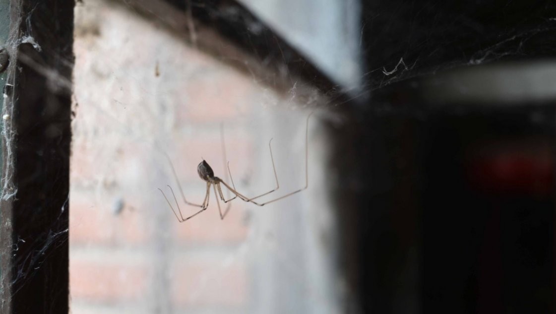 Murió una nena de un año y medio tras ser picada por una "araña de rincón" | Nacionales
