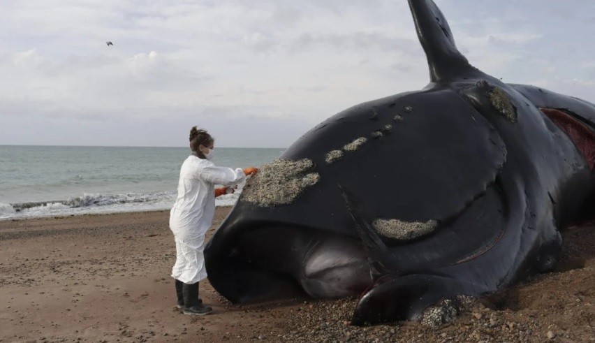 Muerte de más de 30 ballenas en Península Valdés: descubrieron la causa | Nacionales