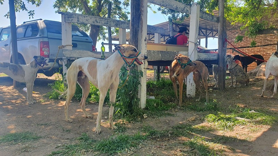 Un fiscal ordenó devolver los galgos rescatados a sus dueños | Noticias