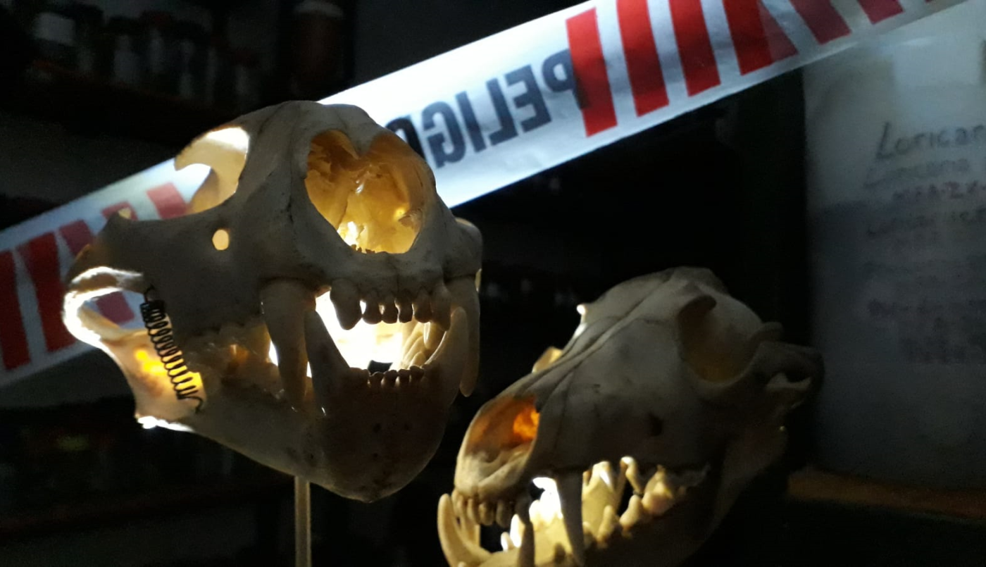 La provincia presenta “Noche de Terror, Fauna Amenazada” en el Museo Ameghino | Información General