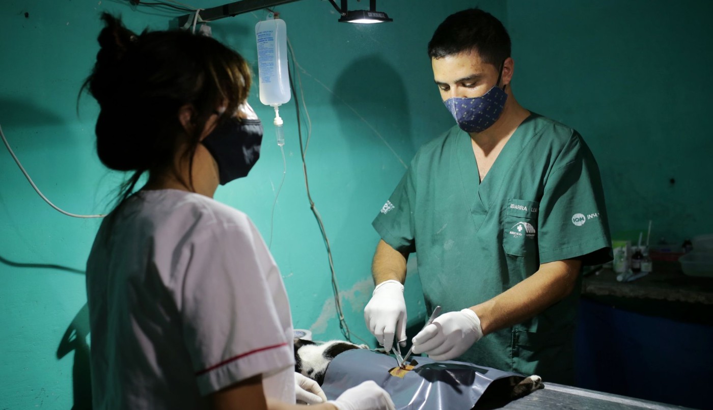 Castración de animales de compañía, bacheo e iluminación previstos para este 28 de octubre | Información General