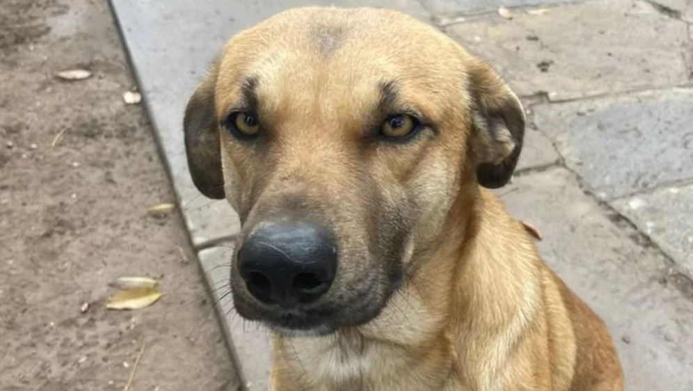 "Graduado en amor incondicional y mimos": le armaron un CV a su perro para encontrarle un hogar adoptivo | Información General