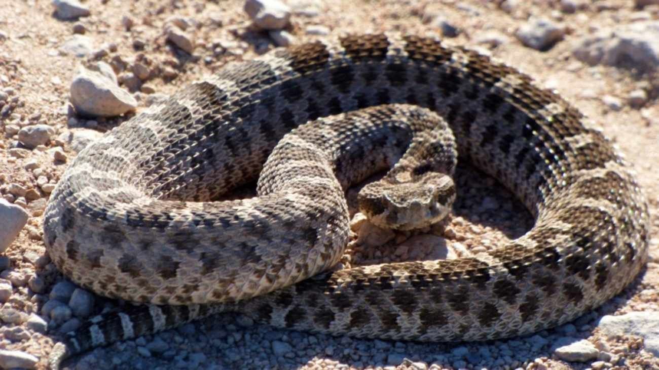 Tres perros fueron heridos por yararás en la Costanera | Noticias