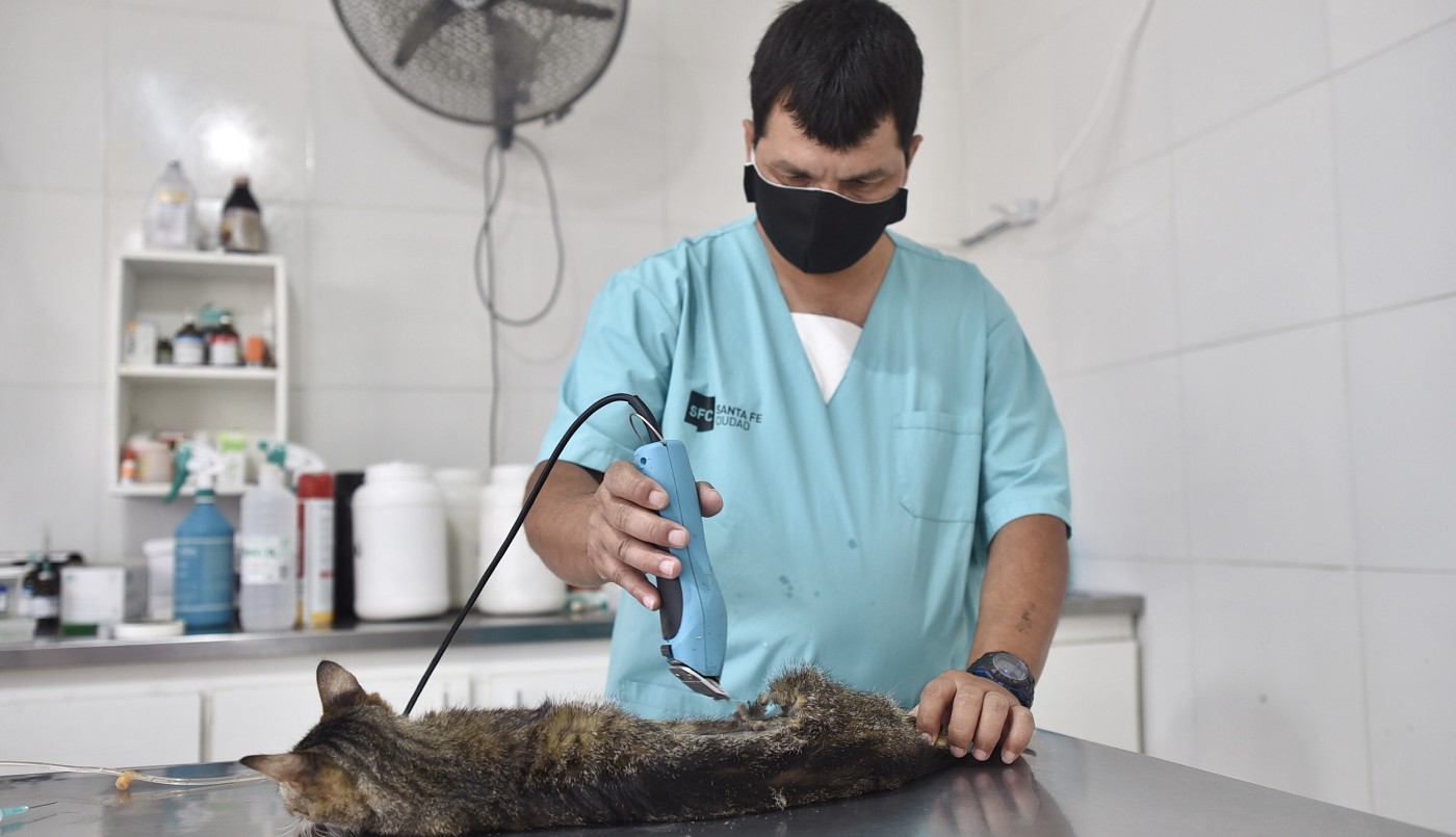 Castración de animales de compañía, bacheo e iluminación previstos para este 8 de noviembre | Información General