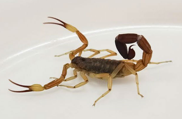 Siete menores internados en el Hospital de Niños por picaduras de alacranes | Noticias