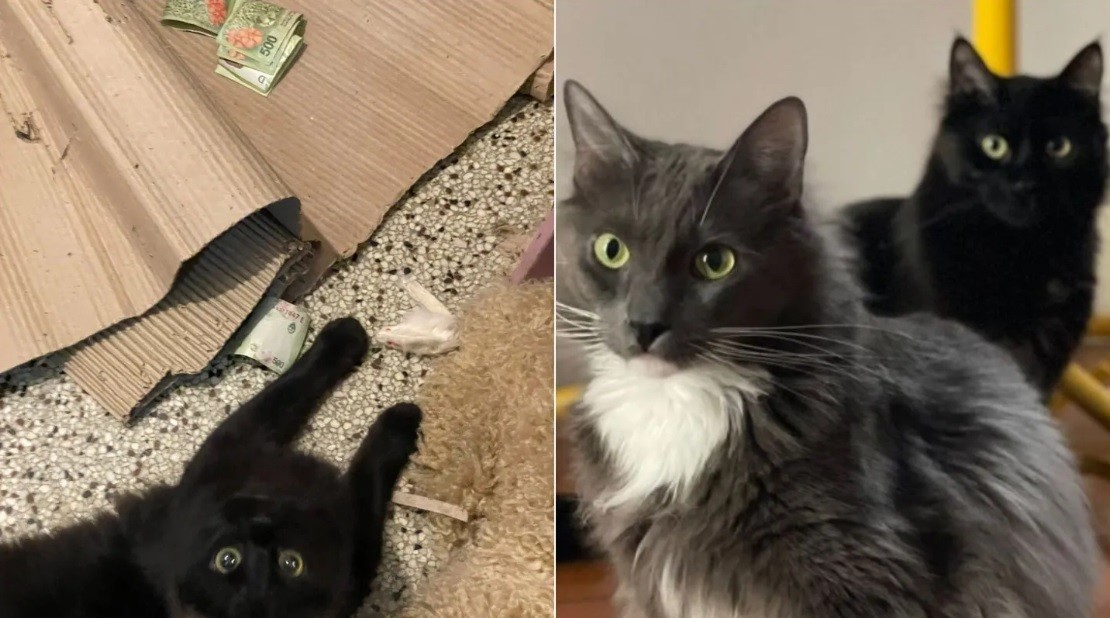 "Viene pasando hace bastante tiempo": gato entra a la casa del vecino en Palermo y le roba dinero | Nacionales