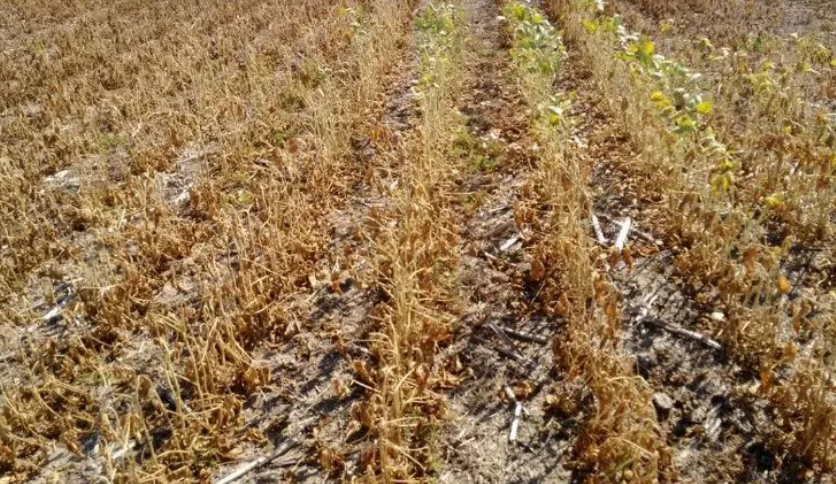 Las pérdidas por la sequía ascienden a los 4 mil millones de dólares | Noticias