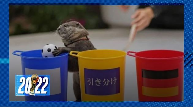 Mascota profeta: la nutria Taiyo predijo el triunfo japonés en el Mundial | Deportes