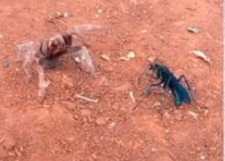 Video: Una avispa negra y una tarántula se enfrentaron en una chacra de Misiones | Nacionales