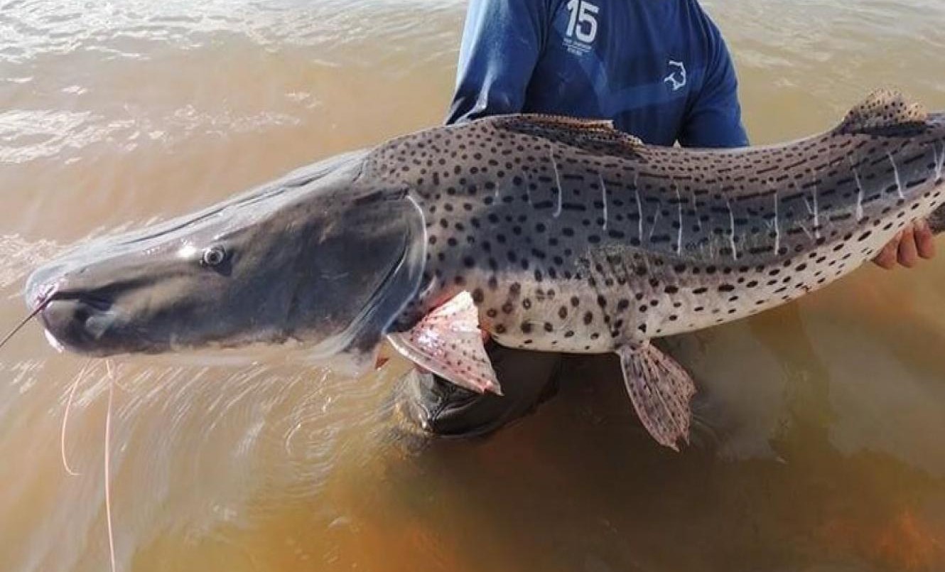 Sorpresa en el puerto de Santa Fe: apareció un surubí | Noticias