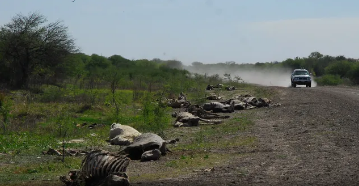 Efectos de la sequía: Estiman más de 3.000 animales muertos por falta de agua | Noticias