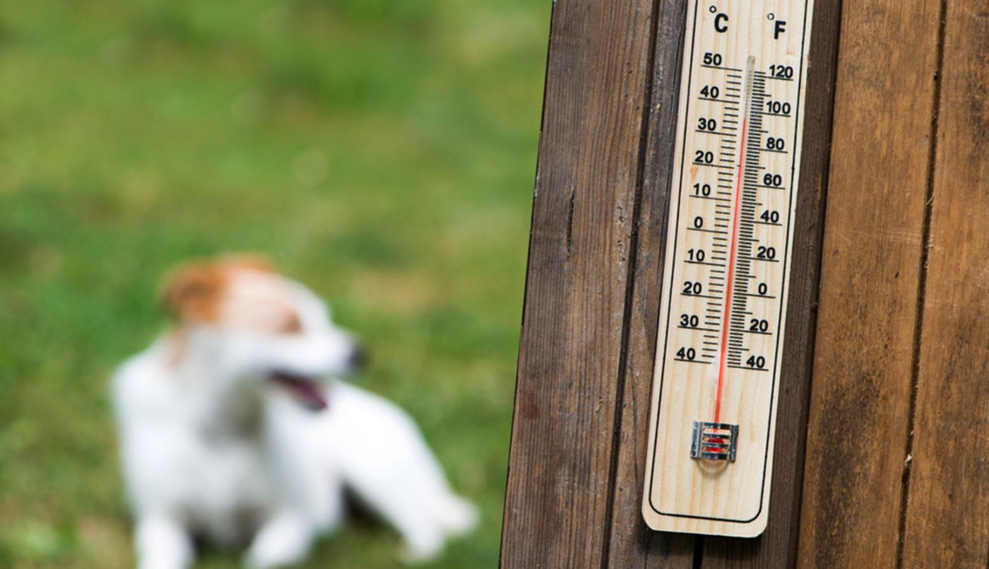 Mascotas, consejo para evitar golpes de calor | Información General