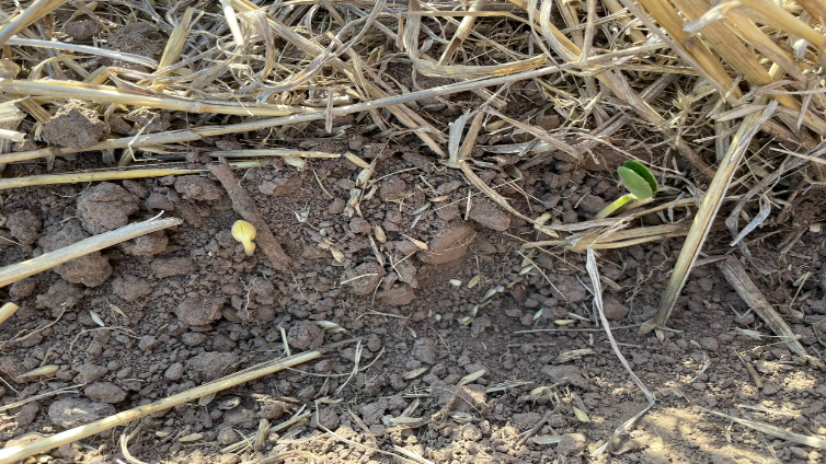 Sequía en Santa Fe: En el centro norte destruyen maíces y frenan la siembra de soja | Noticias