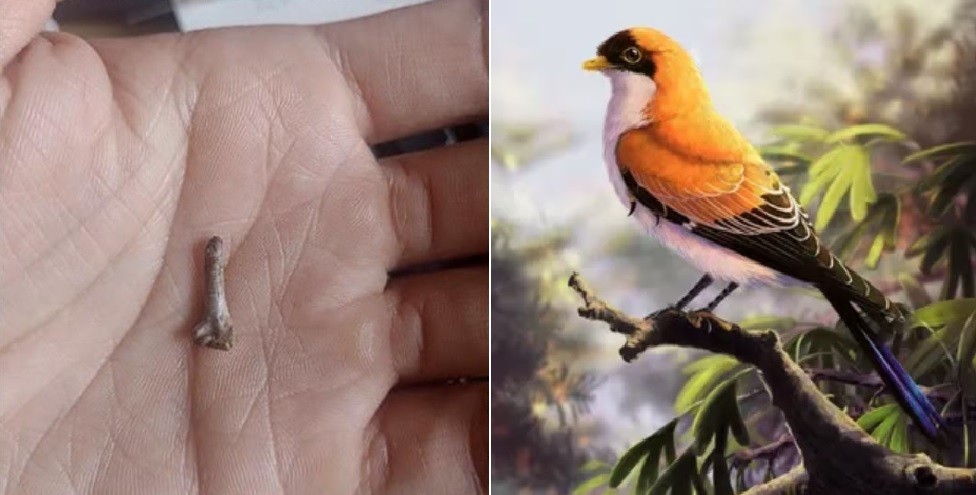 Santa Cruz: hallaron restos de un ave desconocida que vivió hace 70 millones de años | Información General