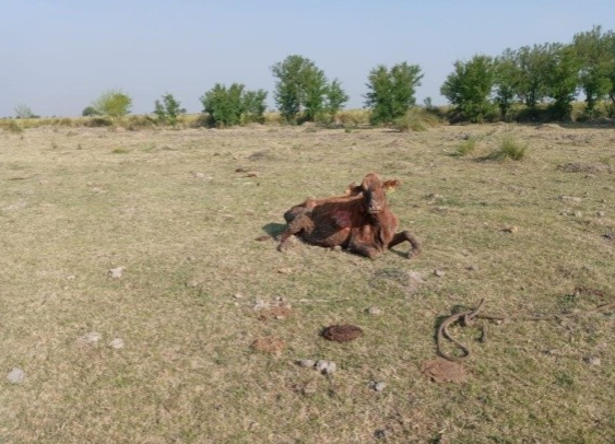 Por la sequía, aseguran que hay unos 26 millones de cabezas de ganado en riesgo | Noticias