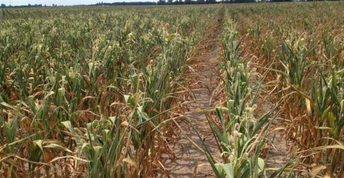 Se perderán más de u$s 10 mil millones por efecto de la sequía | Noticias