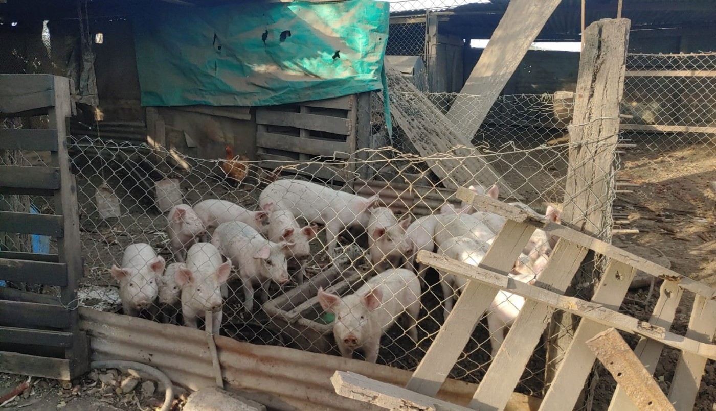 Alerta por el aumento de casos de triquinosis en el sur de la provincia | Información General