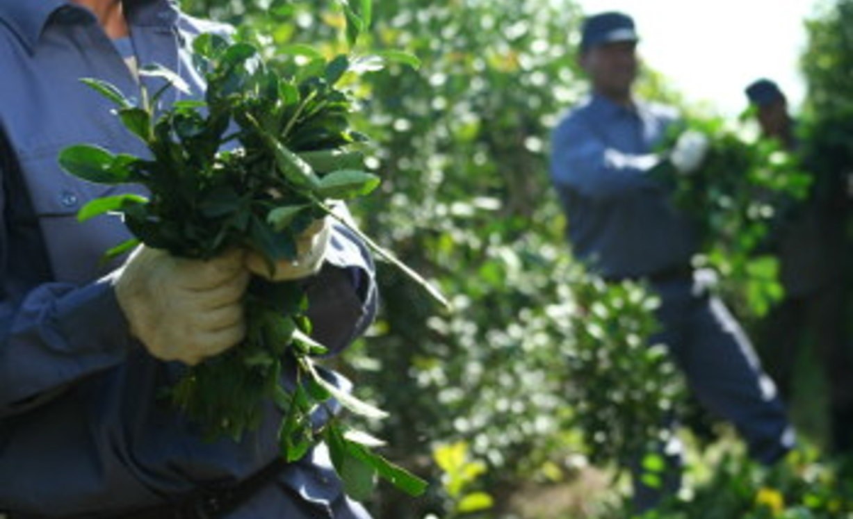 Afirman que la situación del sector productivo de la yerba mate es crítico debido a la sequía | Información General