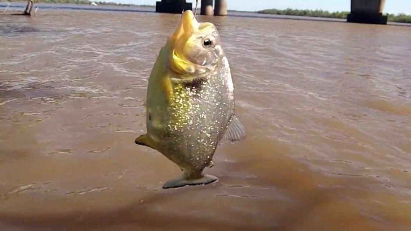 La provincia brindó recomendaciones ante la presencia de palometas en el Río Paraná | Información General