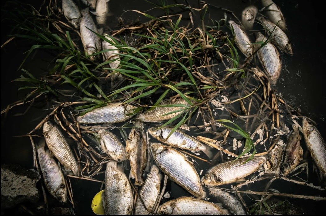 Se detectó la mayor concentración de agrotóxicos del mundo en los sábalos del río Salado | Noticias