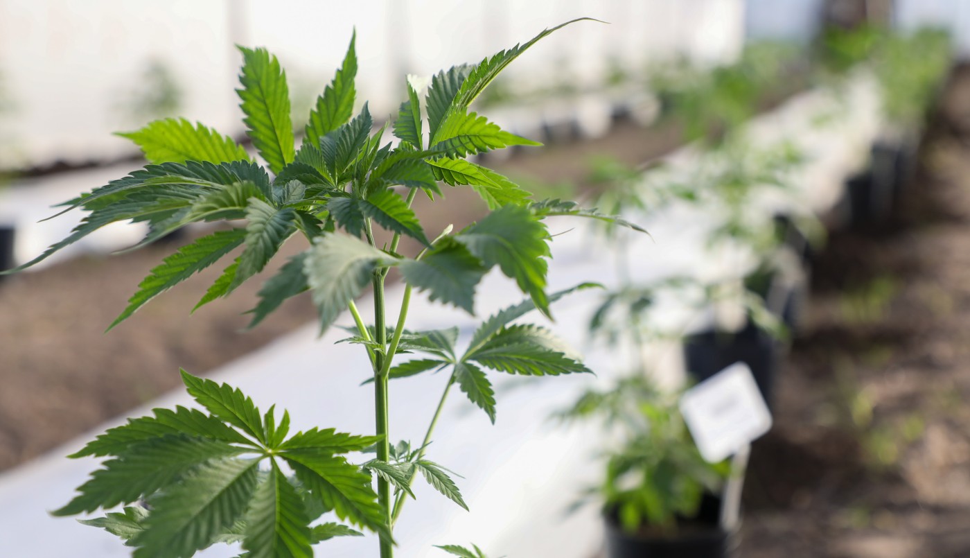 Santa Fe participó del Cannamérica 2023, el evento más importante del continente sobre Cannabis | Noticias