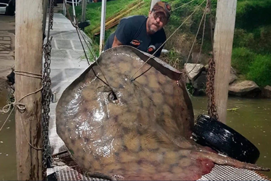 Sorpresa en el río Paraná: pescó una raya de 250 kilos | Información General