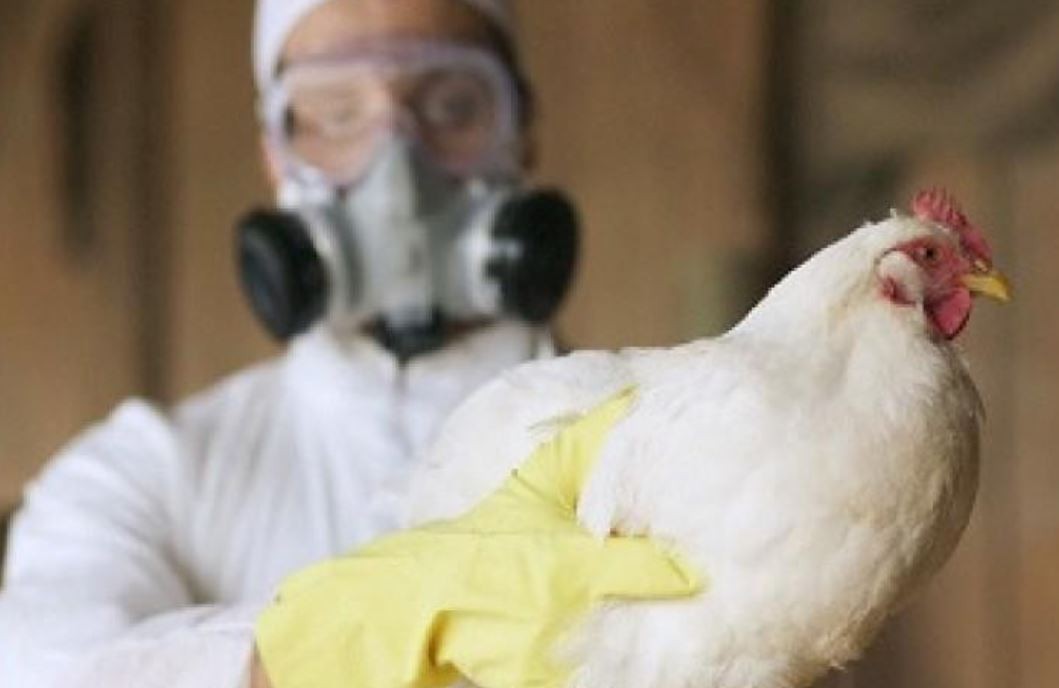 Alerta por gripe aviar: sacrificaron a medio centenar de patos, gansos y gallinas en Puan | Nacionales