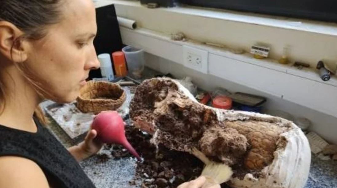 Mar del Plata: Caminaban por la playa y encontraron un gliptodonte de 5 millones de años | Información General