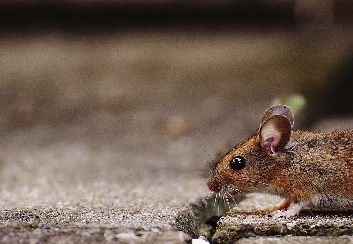 Confirman la muerte de un joven por hantavirus en el norte provincial | Noticias
