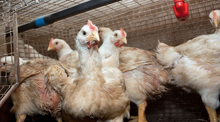 Gripe aviar: murieron más de 20 mil gallinas en una granja de Mar del Plata | Nacionales