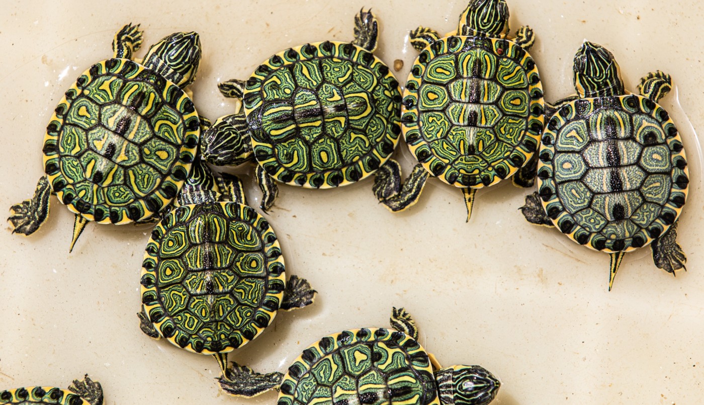 Biodiversidad: Nacieron nueve crías de tortugas de la Reserva Ecológica de la UNL | Noticias