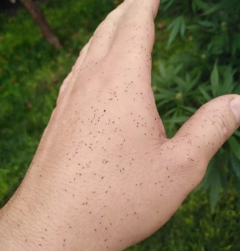 Invasión de insectos en CABA y el conurbano bonaerense: ¿qué son y cómo combatirlos? | Nacionales