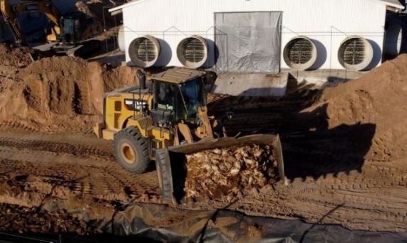 Gripe aviar: sacrificaron en Chile 40 mil aves de corral por primer brote industrial | Salud