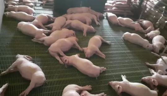 Más de 500 cerdos mueren tras un corte de luz en Mendoza | Nacionales