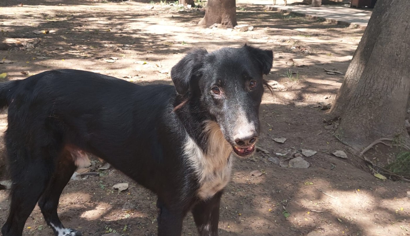 El Refugio de la Protectora de Animales cuenta con agua gracias a una generosa donación | Juntos y solidarios