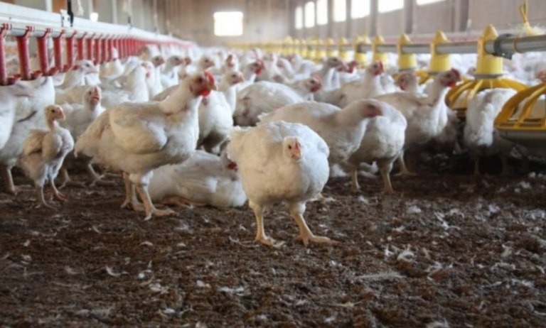Confirmaron ocho nuevos casos de gripe aviar en la última semana | Nacionales