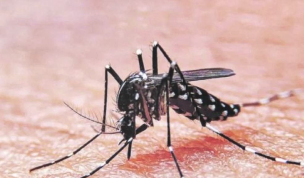 Para el ministro de Salud bonaerense, "estamos en el momento máximo de pico de una epidemia de dengue" | Salud