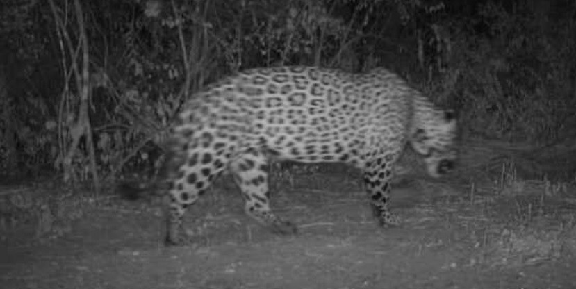Registran un nuevo yaguareté en la provincia de Formosa | Información General