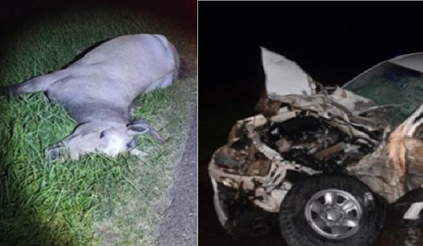 Chocó con su camioneta a un caballo en la ruta: un camión intentó esquivarlo y volcó | Nacionales