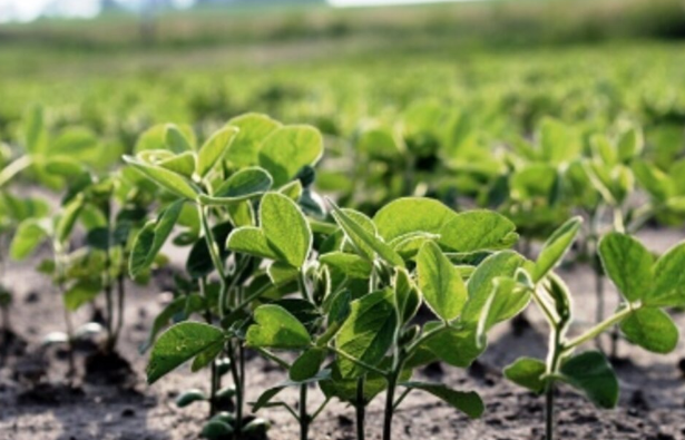 Sequía y caída de reservas: Sergio Massa lanza esta tarde el dólar agro | Noticias