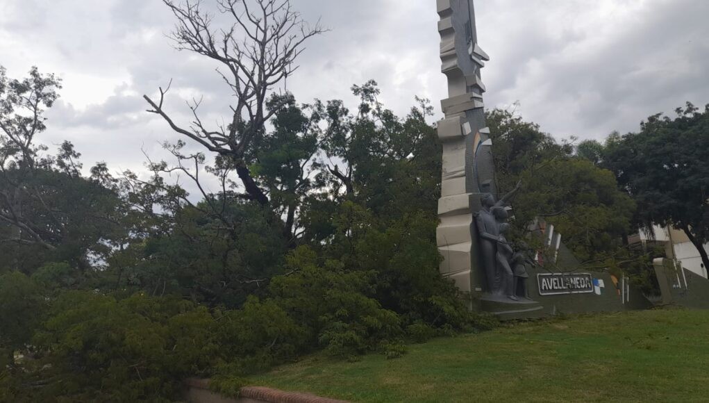 Avellaneda: Ráfagas de viento provocaron la caída de árboles y postes de teléfono | Noticias
