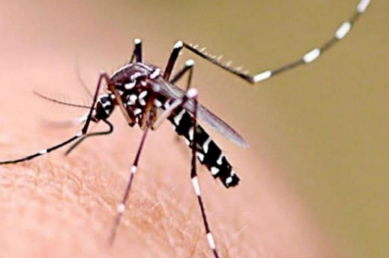 La cepa de dengue que circula en Argentina es "la peor de todas" | Noticias